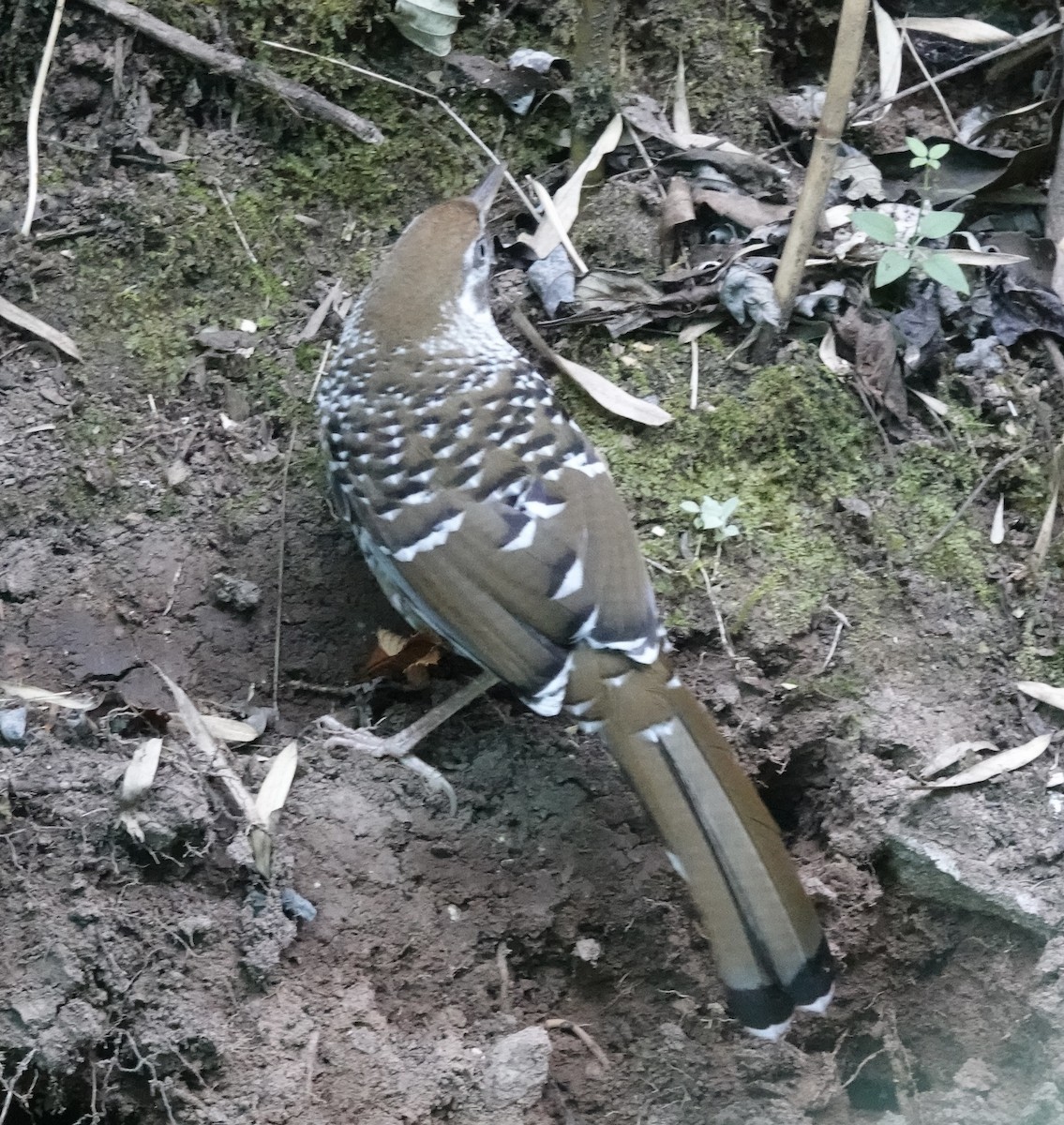 Biet's Laughingthrush - ML646161779