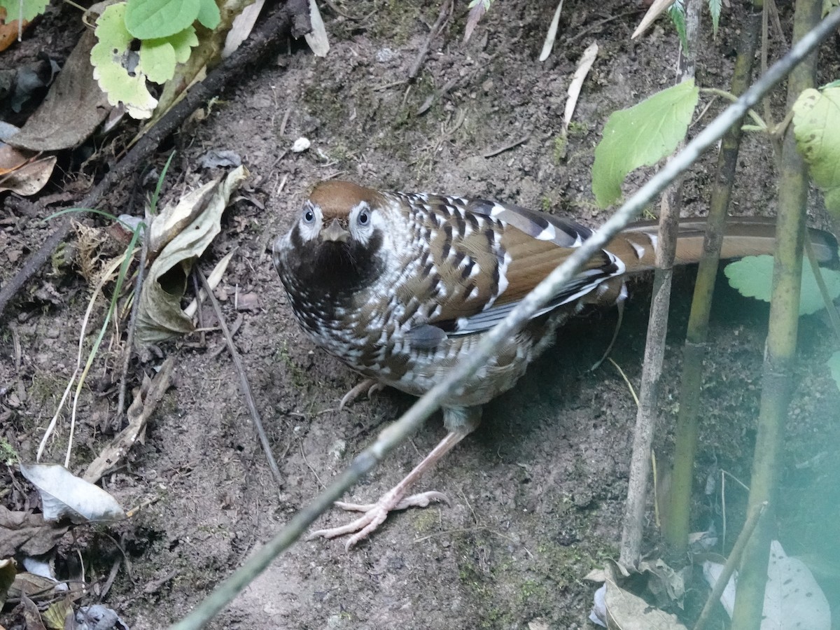 Biet's Laughingthrush - ML646161780