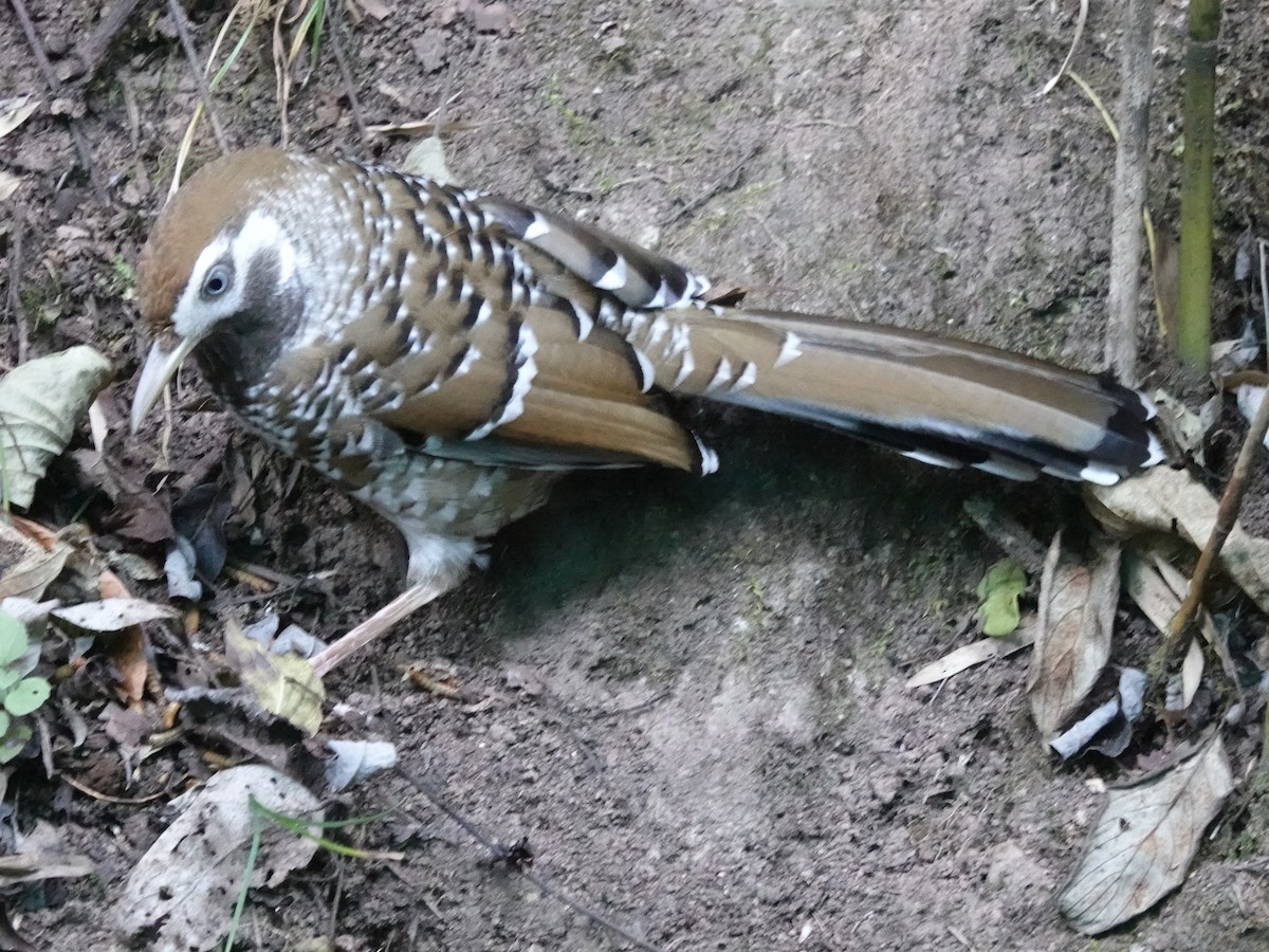 Biet's Laughingthrush - ML646161781