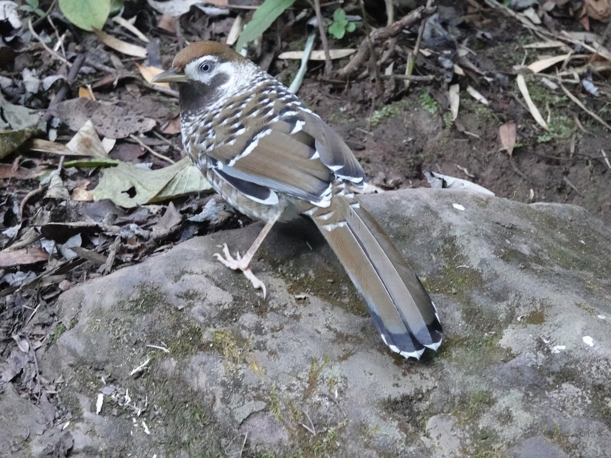 Biet's Laughingthrush - ML646161782