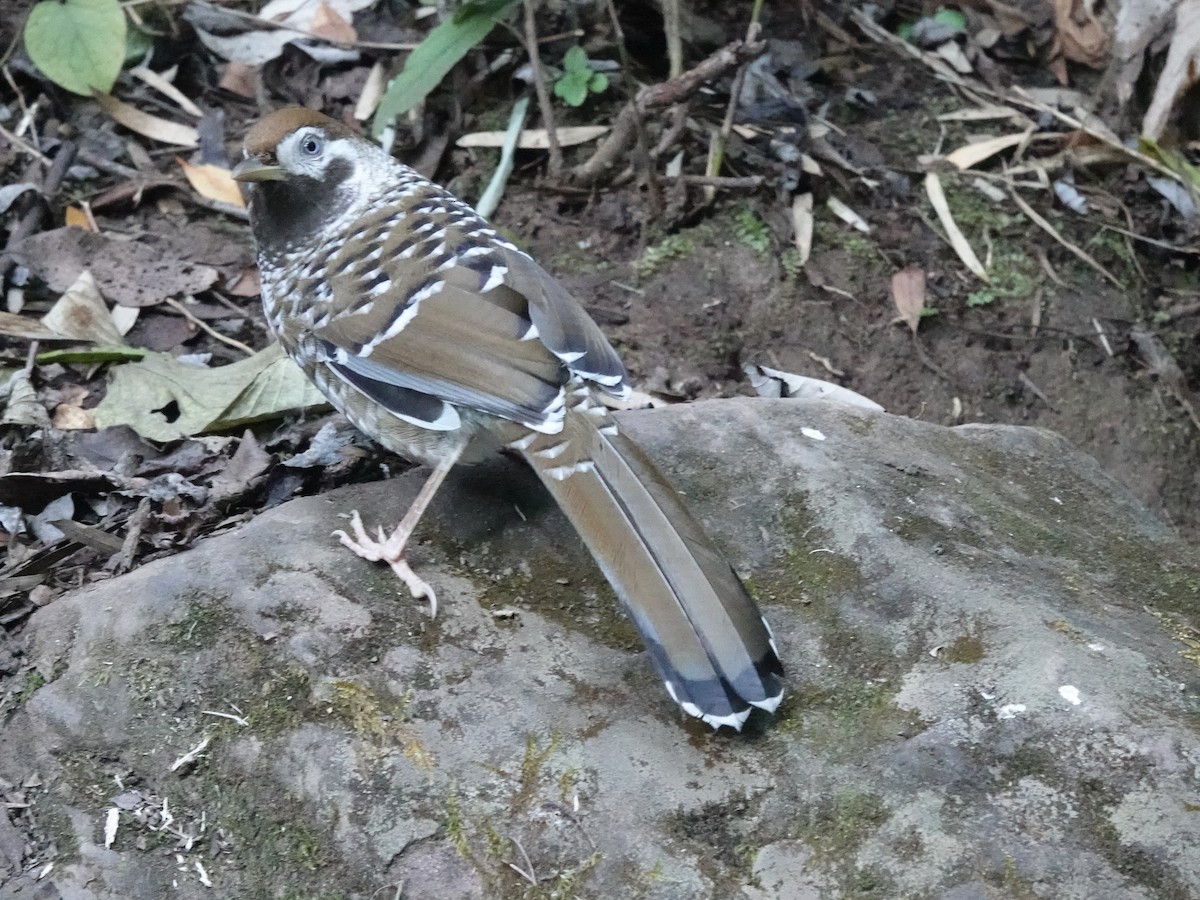 Biet's Laughingthrush - ML646161783