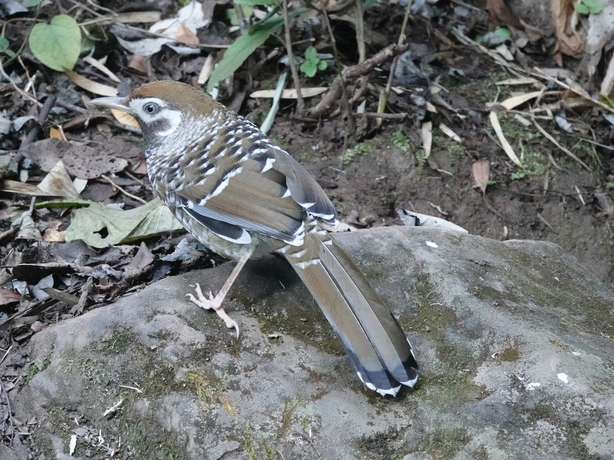 Biet's Laughingthrush - ML646161784