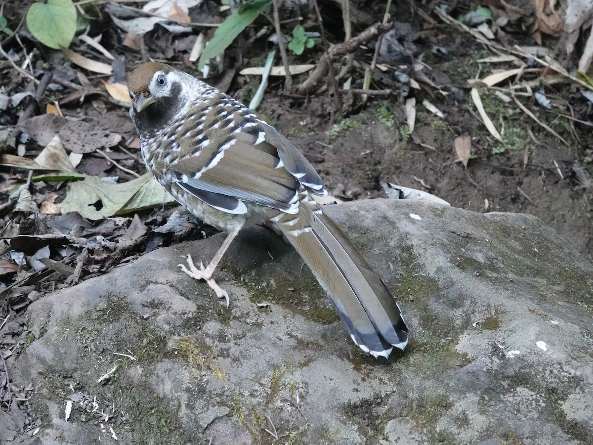 Biet's Laughingthrush - ML646161785