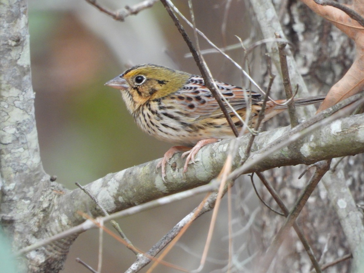 Henslow's Sparrow - ML646161786