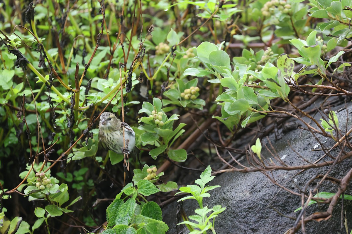 Eurasian Siskin - ML646161787
