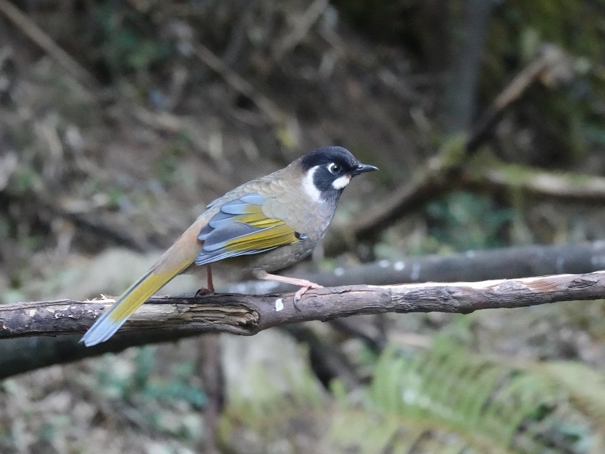 Black-faced Laughingthrush - ML646161788