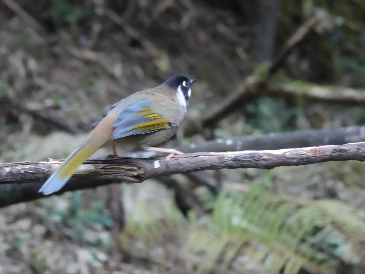 Black-faced Laughingthrush - ML646161789