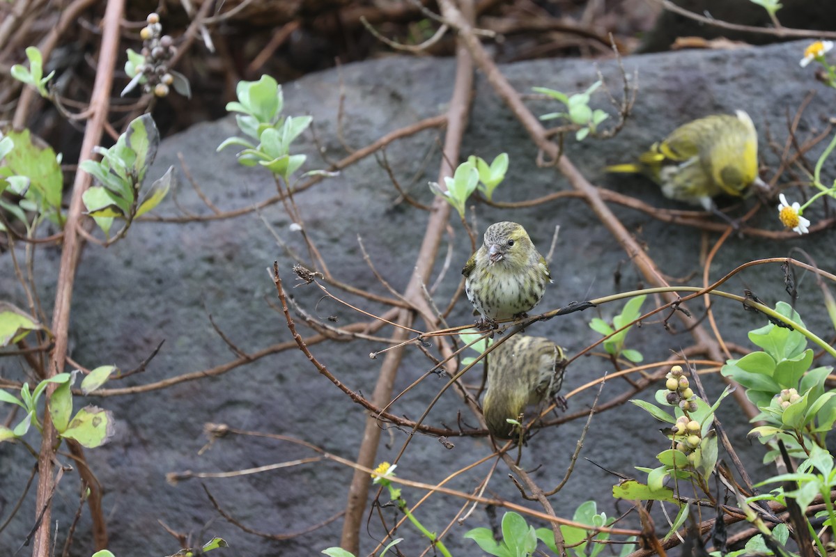 Eurasian Siskin - ML646161794