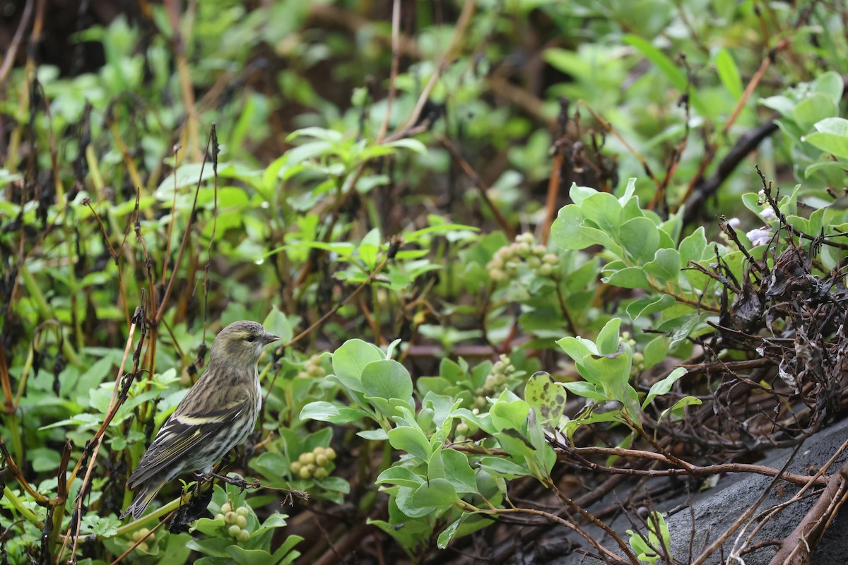 Eurasian Siskin - ML646161795