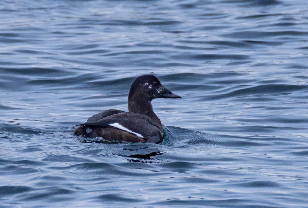 White-winged Scoter - ML646161796