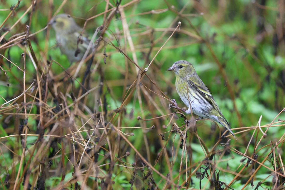 Eurasian Siskin - ML646161798