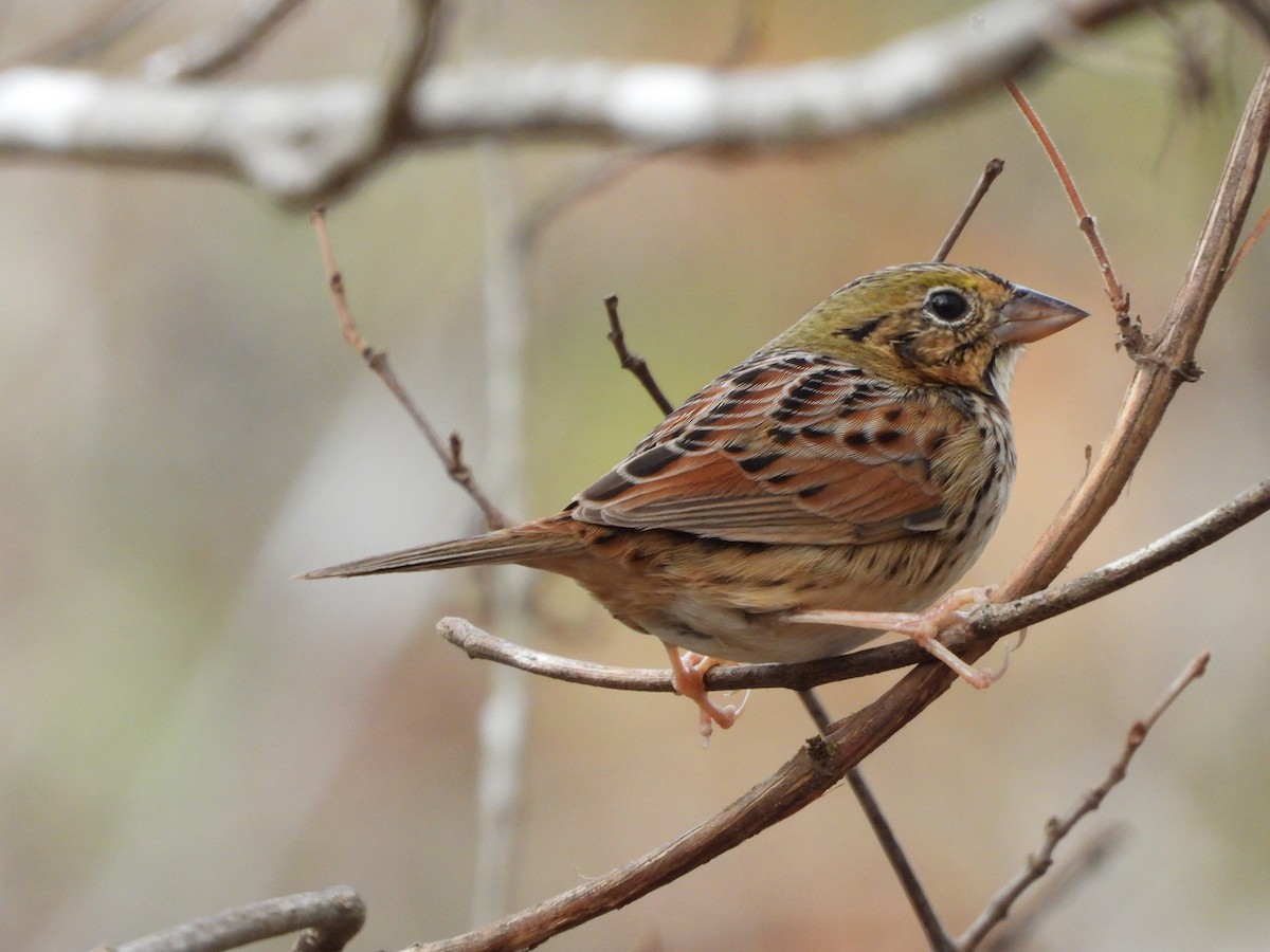 Henslow's Sparrow - ML646161801