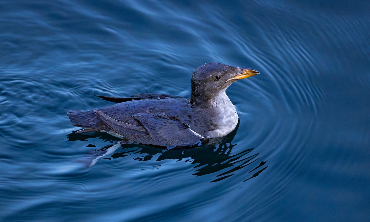 Rhinoceros Auklet - ML646161802