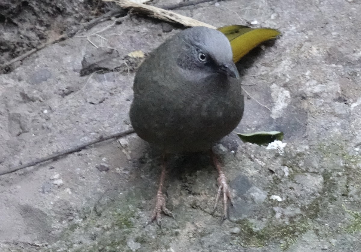 Elliot's Laughingthrush - ML646161803
