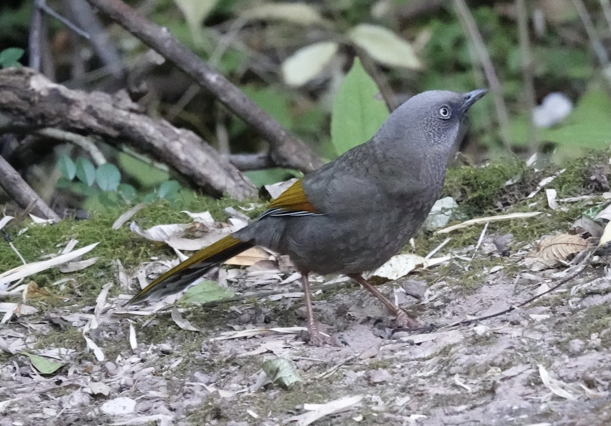 Elliot's Laughingthrush - ML646161804