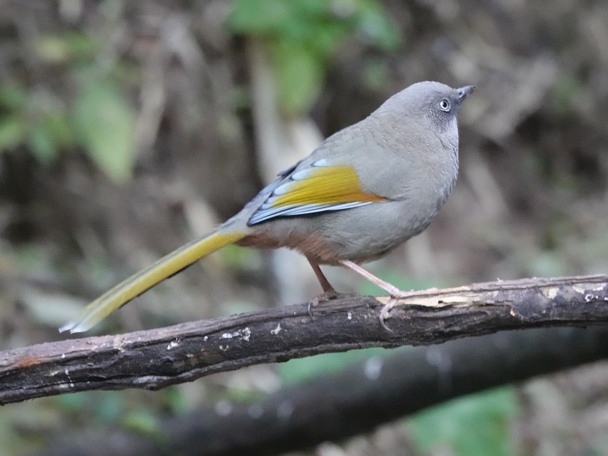 Elliot's Laughingthrush - ML646161805