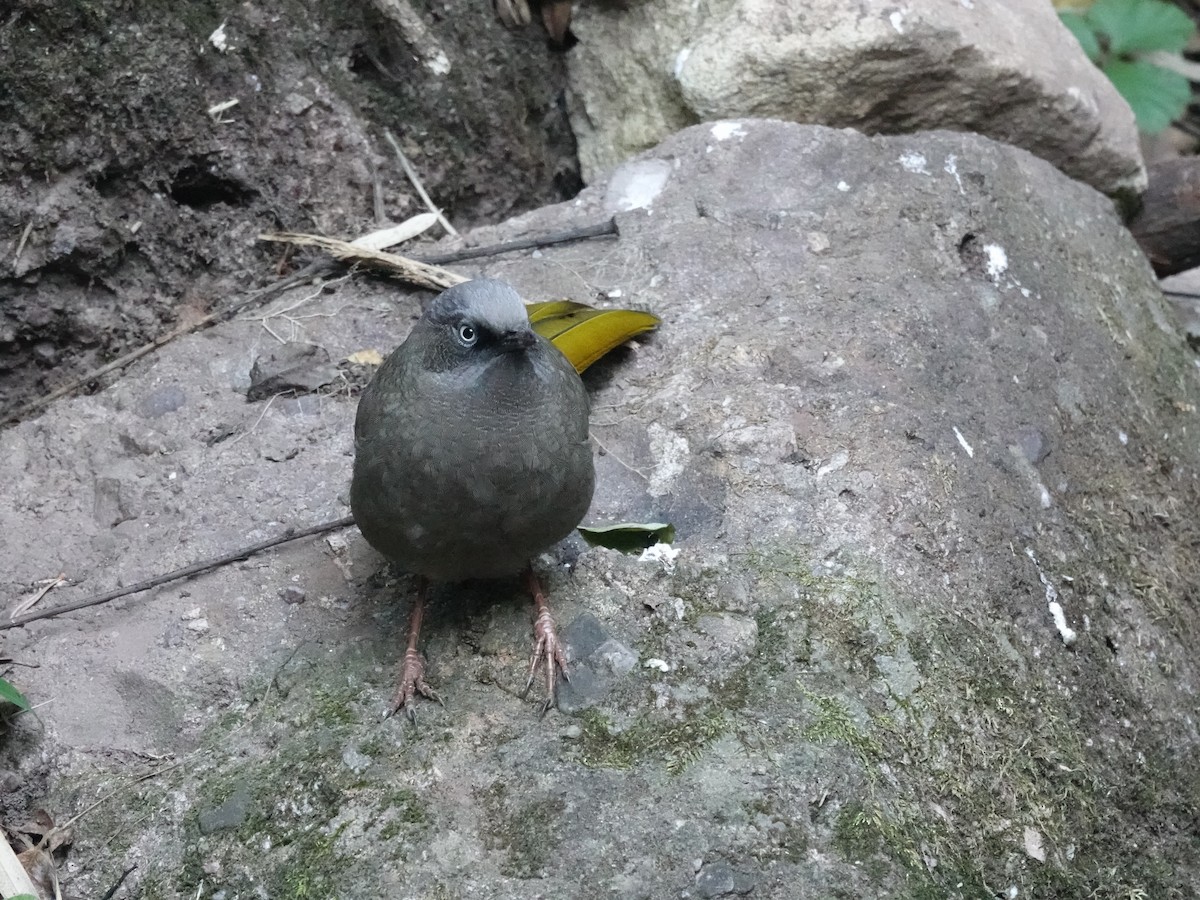 Elliot's Laughingthrush - ML646161806