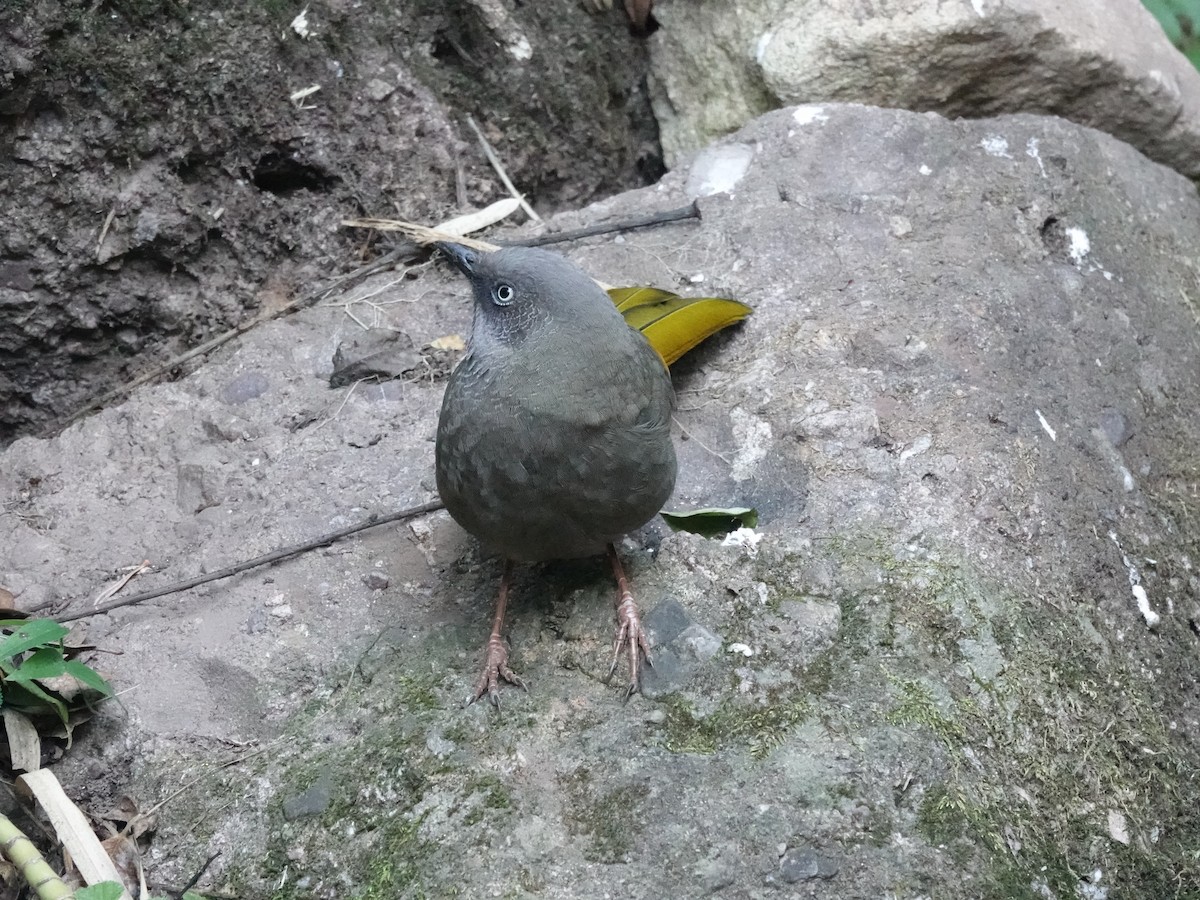 Elliot's Laughingthrush - ML646161807