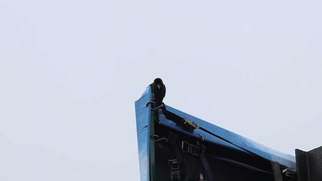 Ворона індійська - ML646161812