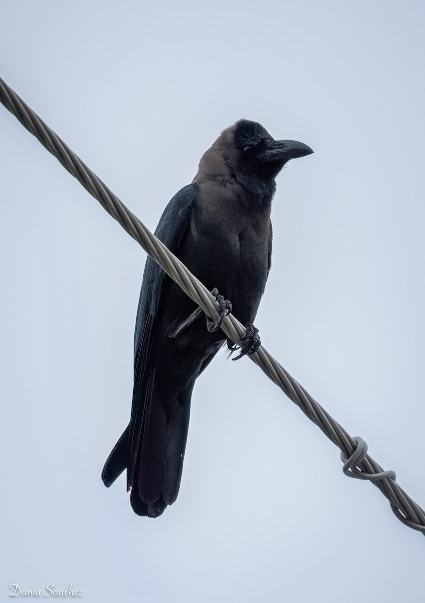 House Crow - ML646161813