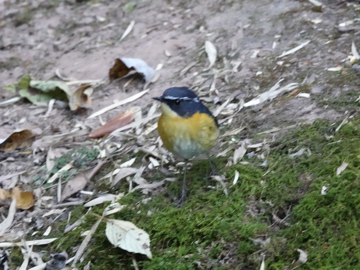 White-browed Bush-Robin - ML646161814
