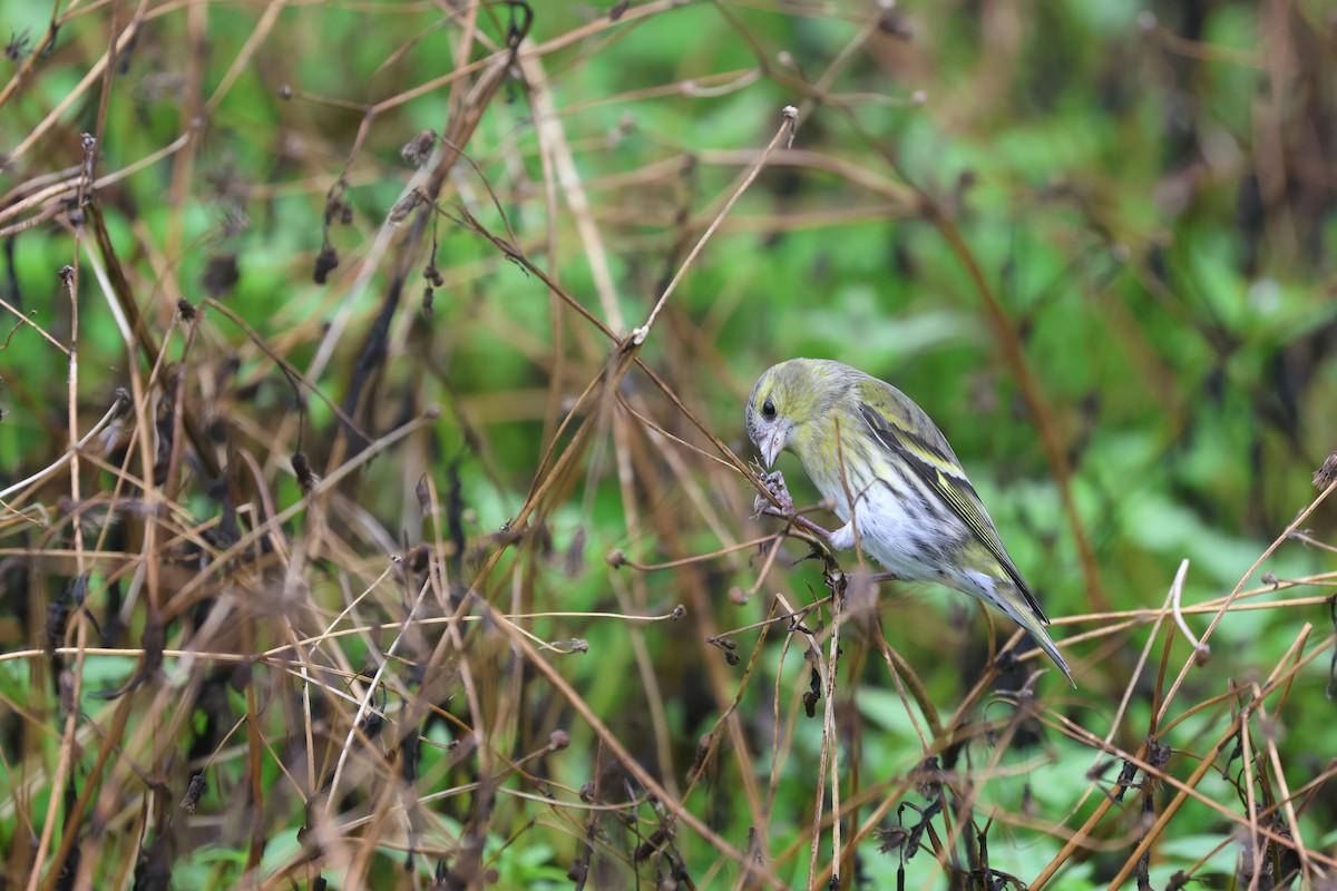 Eurasian Siskin - ML646161818