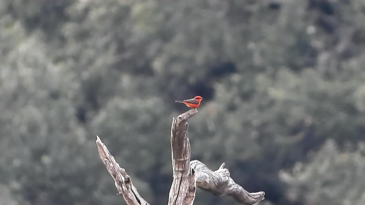 Vermilion Flycatcher - ML646161820