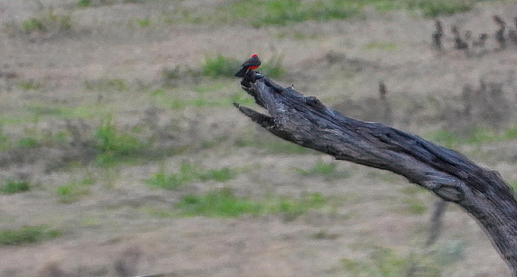Vermilion Flycatcher - ML646161821