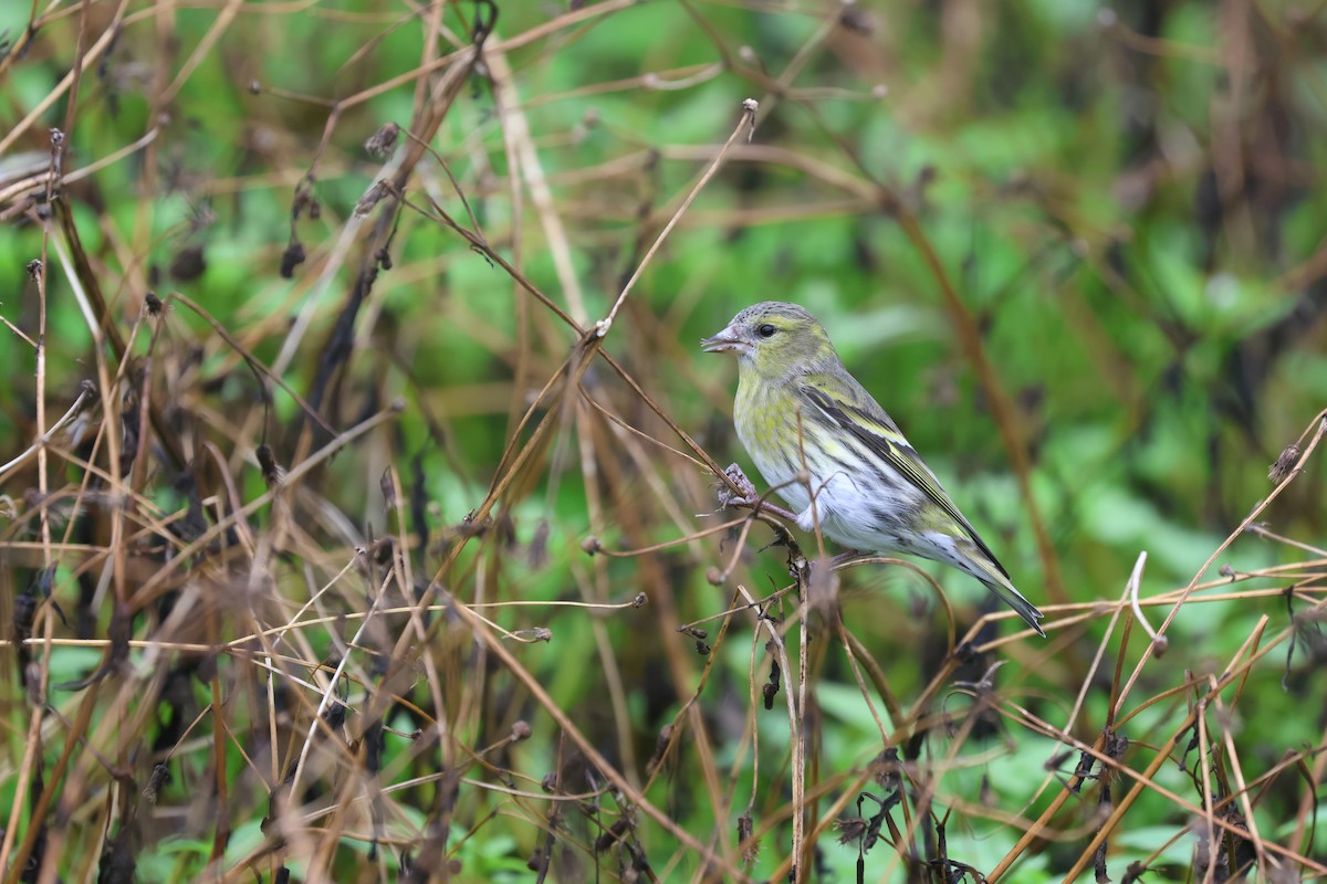 Eurasian Siskin - ML646161822