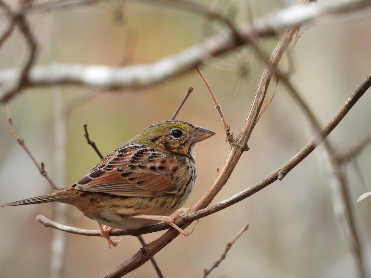 Henslow's Sparrow - ML646161823