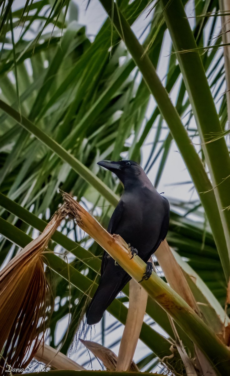 House Crow - ML646161827
