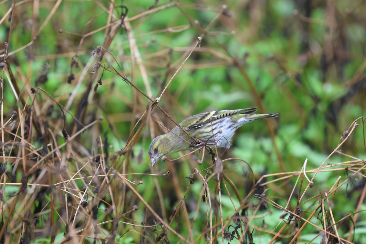 Eurasian Siskin - ML646161828
