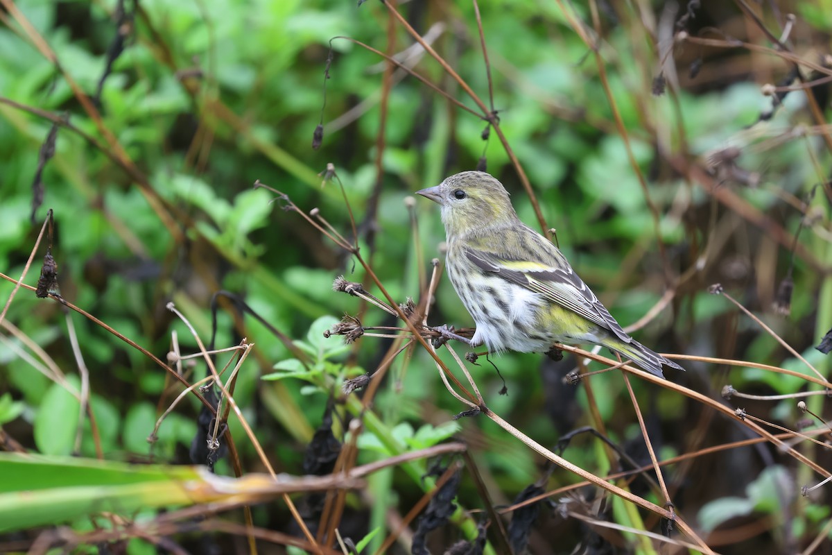 Eurasian Siskin - ML646161830