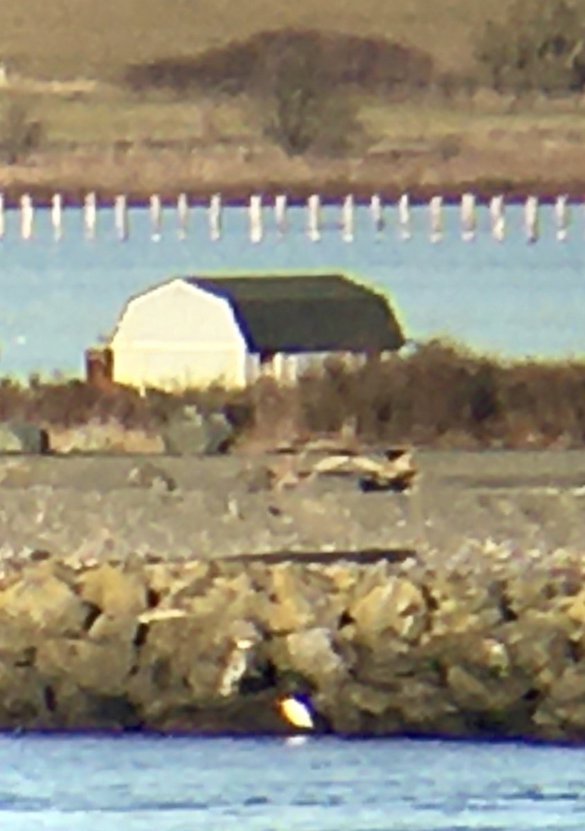 Great Egret - ML646161831