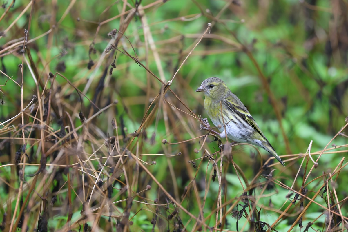 Eurasian Siskin - ML646161835