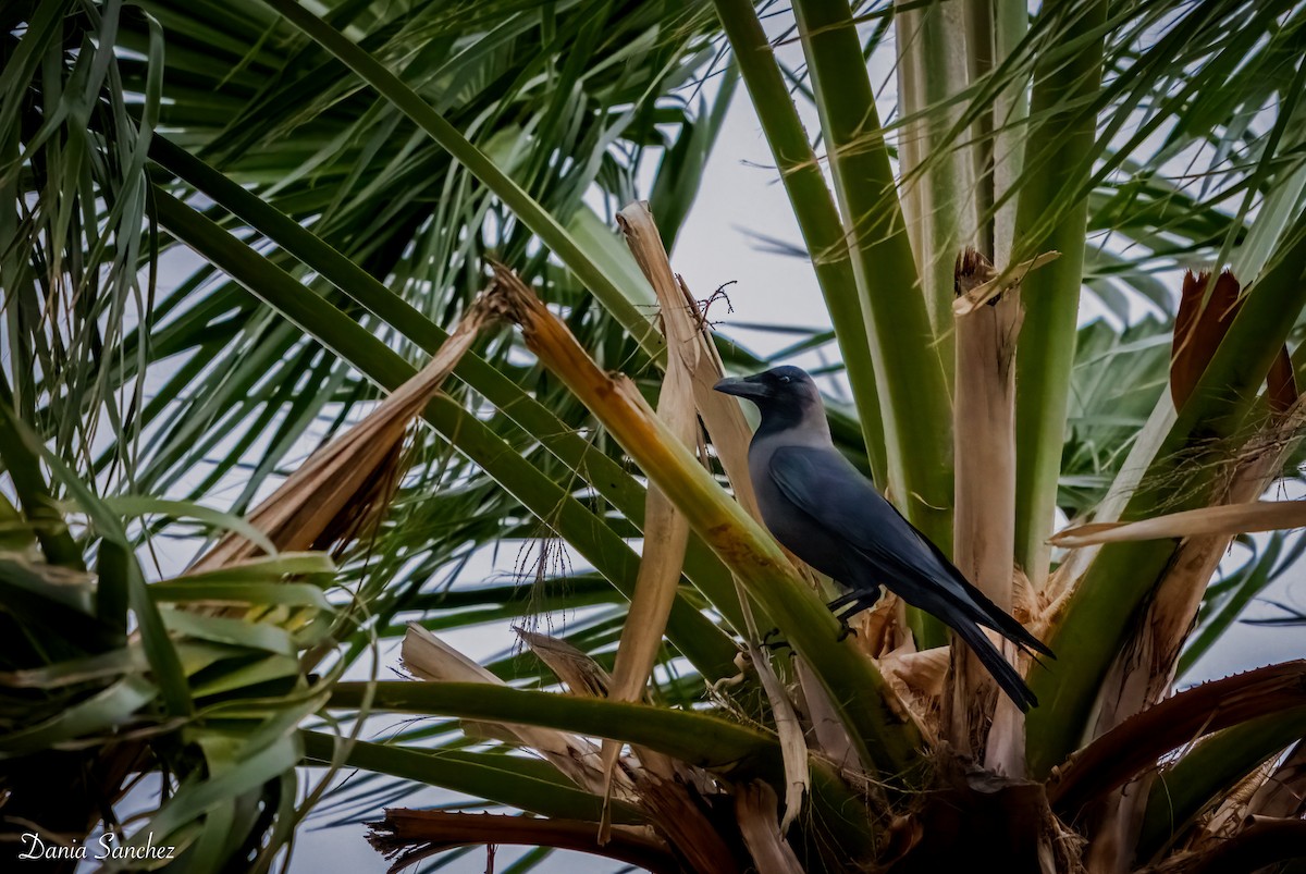 House Crow - ML646161840