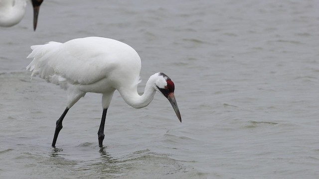 Журавель американський - ML646161841