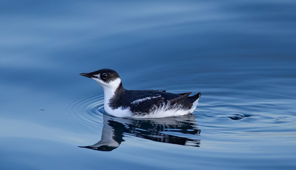 Marbled Murrelet - ML646161842