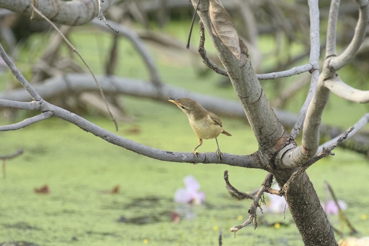 Oriental Reed Warbler - ML646161844
