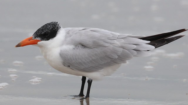 Крячок каспійський - ML646161847