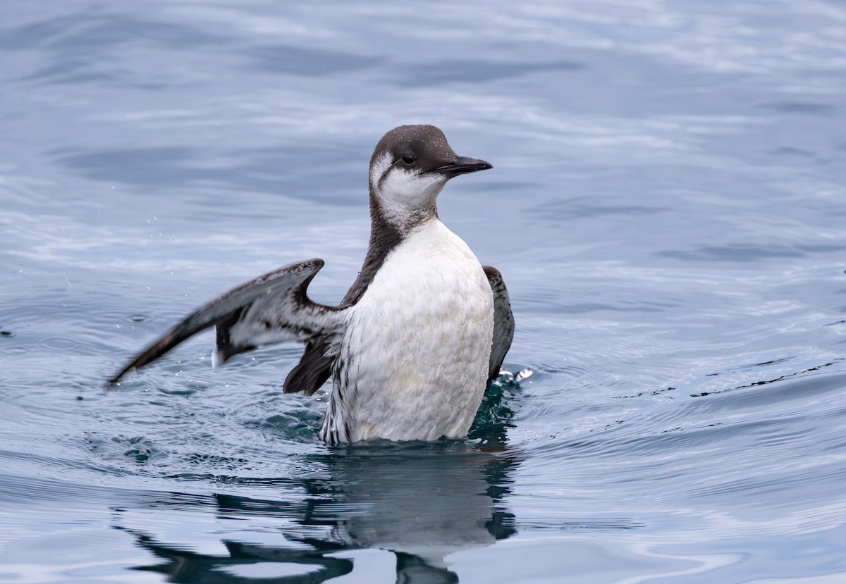 Common Murre - ML646161850