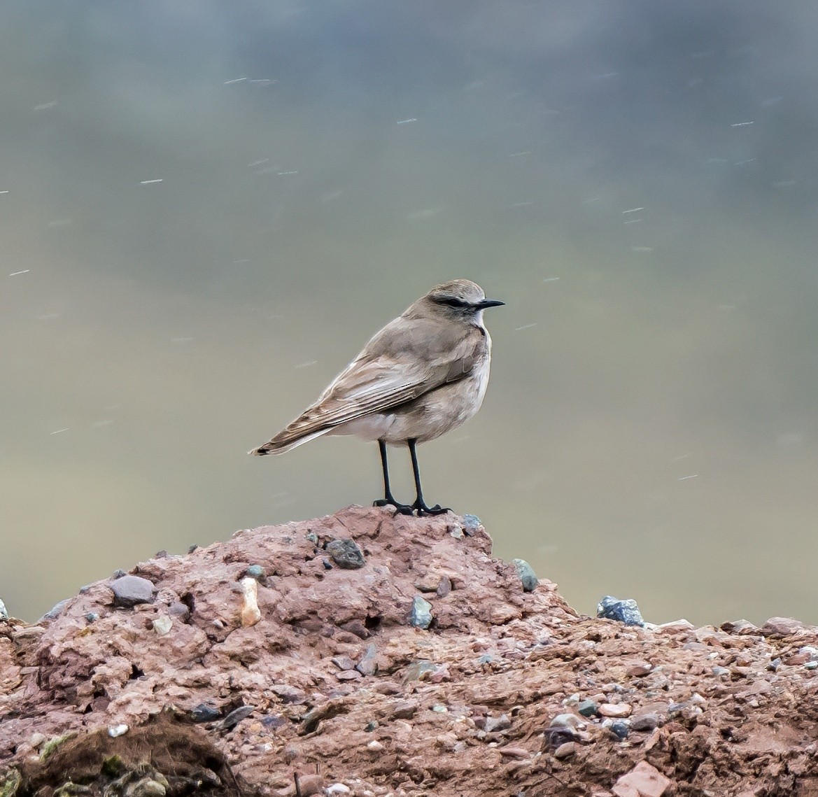 White-fronted Ground-Tyrant - ML646161851