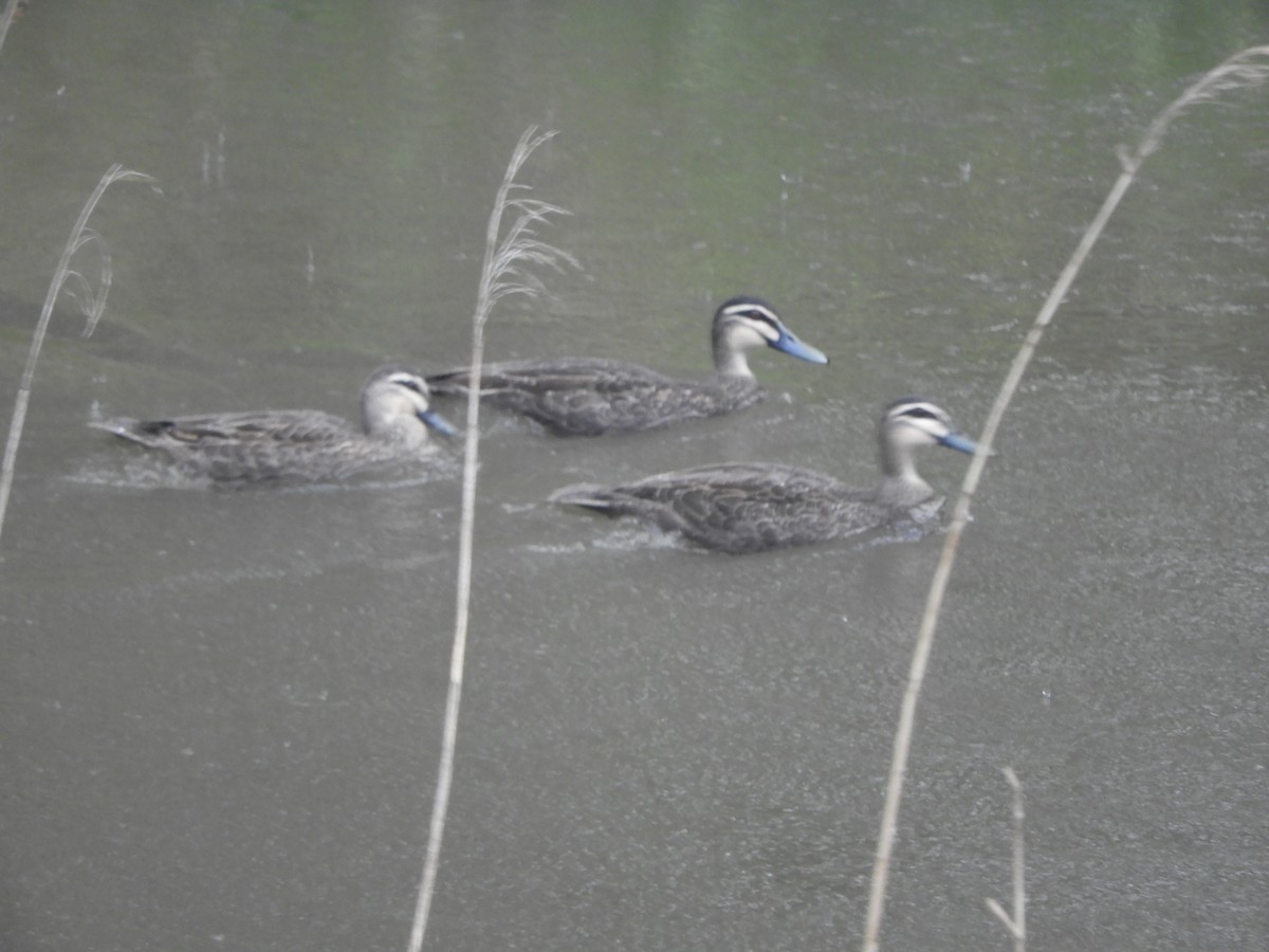 Pacific Black Duck - ML646161856