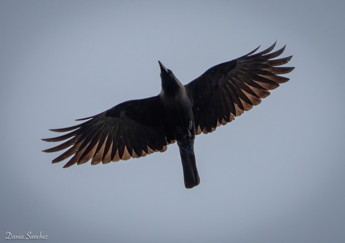 House Crow - ML646161857