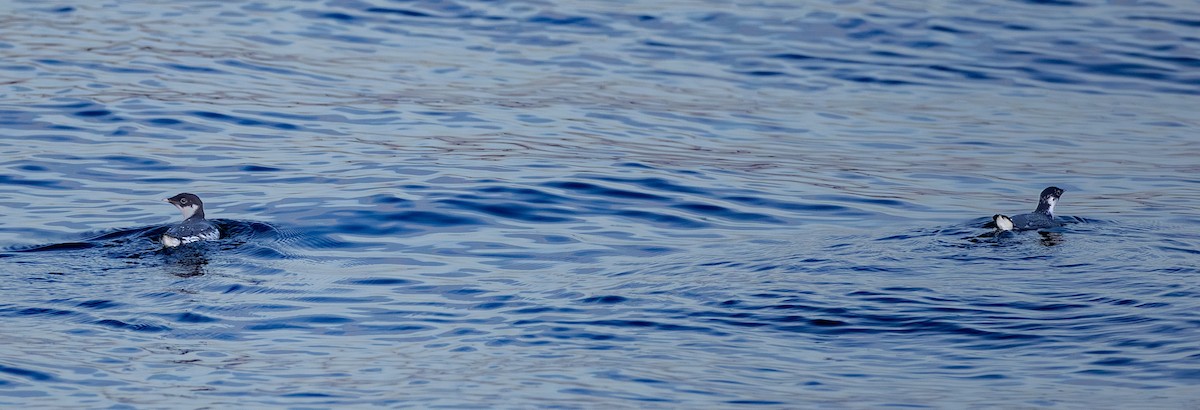 Ancient Murrelet - ML646161865