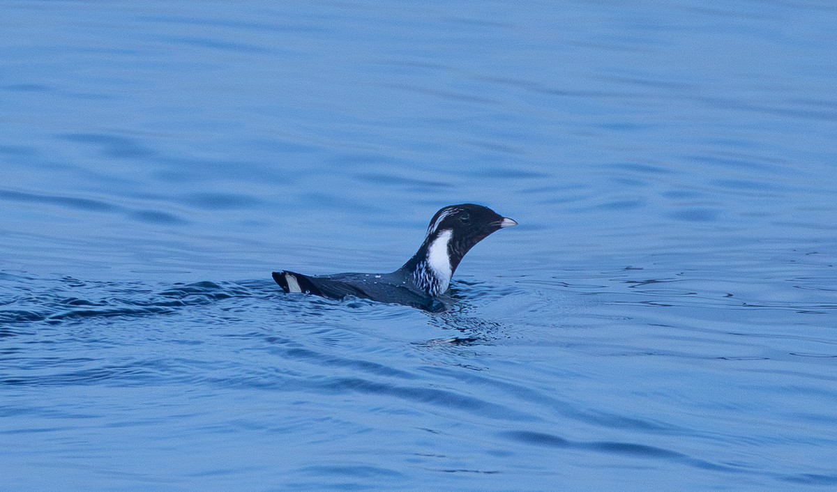 Ancient Murrelet - ML646161866