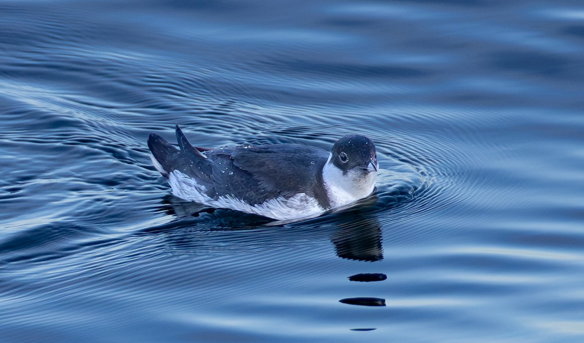 Ancient Murrelet - ML646161867