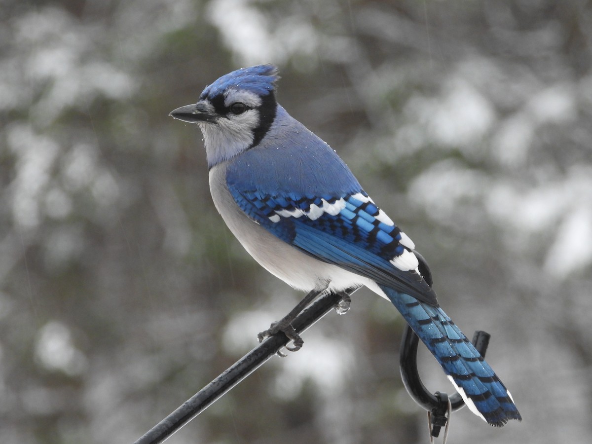 Blue Jay - ML646161868