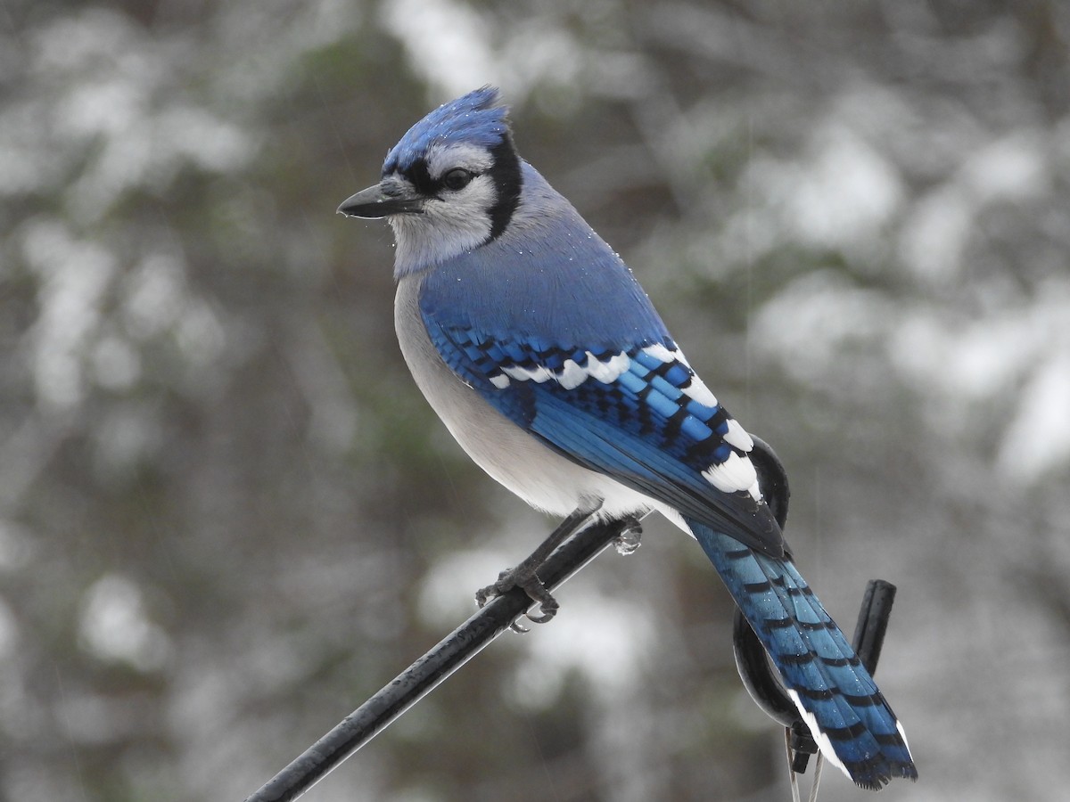 Blue Jay - ML646161869