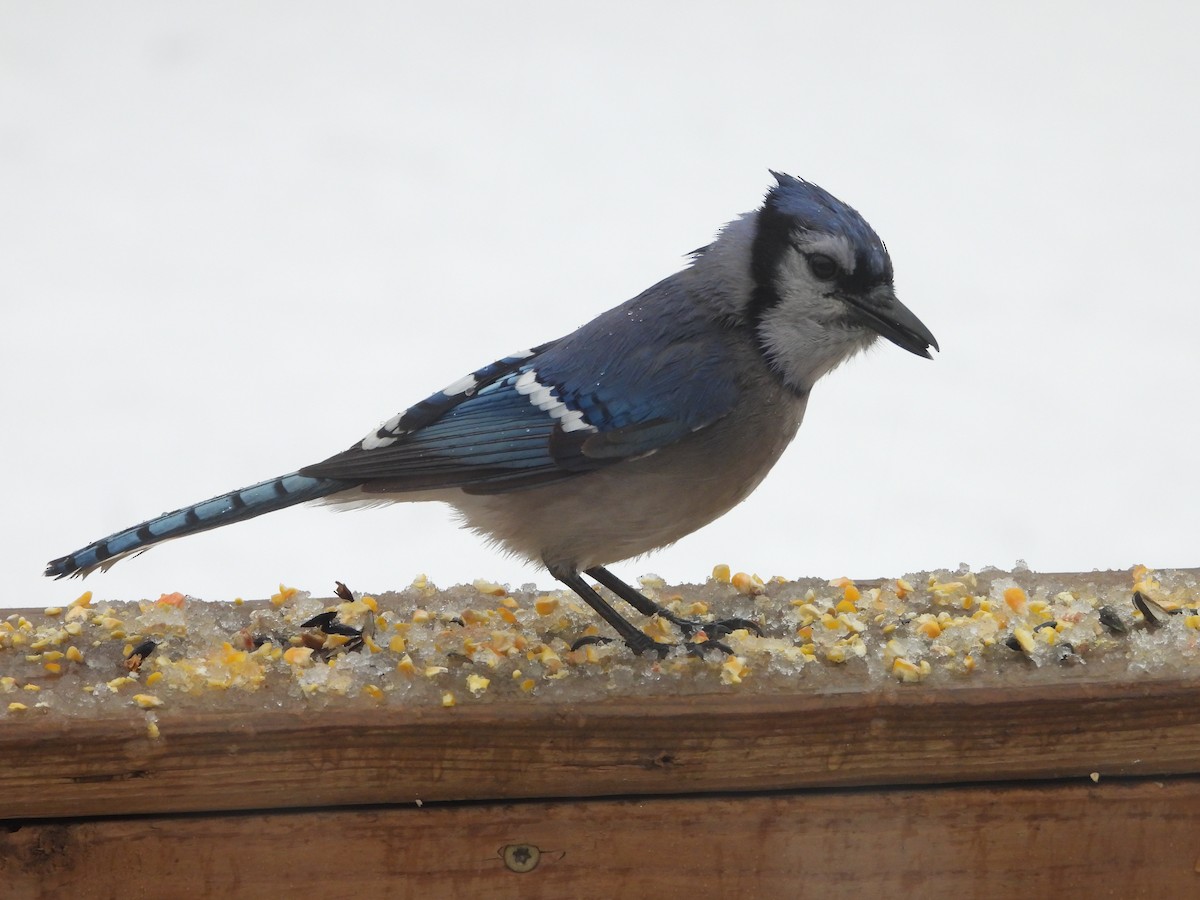 Blue Jay - ML646161870